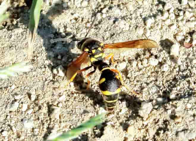 昆虫図鑑・キボシトックリバチ